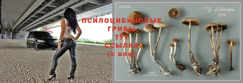 Галлюциногенные грибы Magic Shrooms  Задонск 